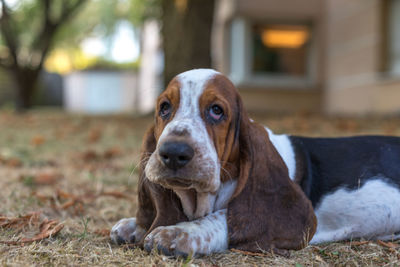 A cute baby basset hound.