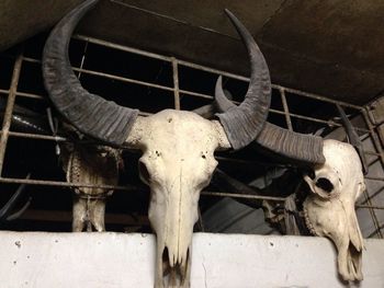 Animal skulls hanging on wall