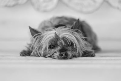Yorkshire terrier black and white on bed