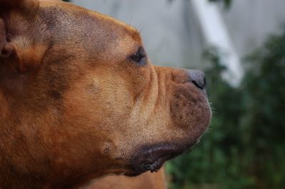 Close-up of dog looking away
