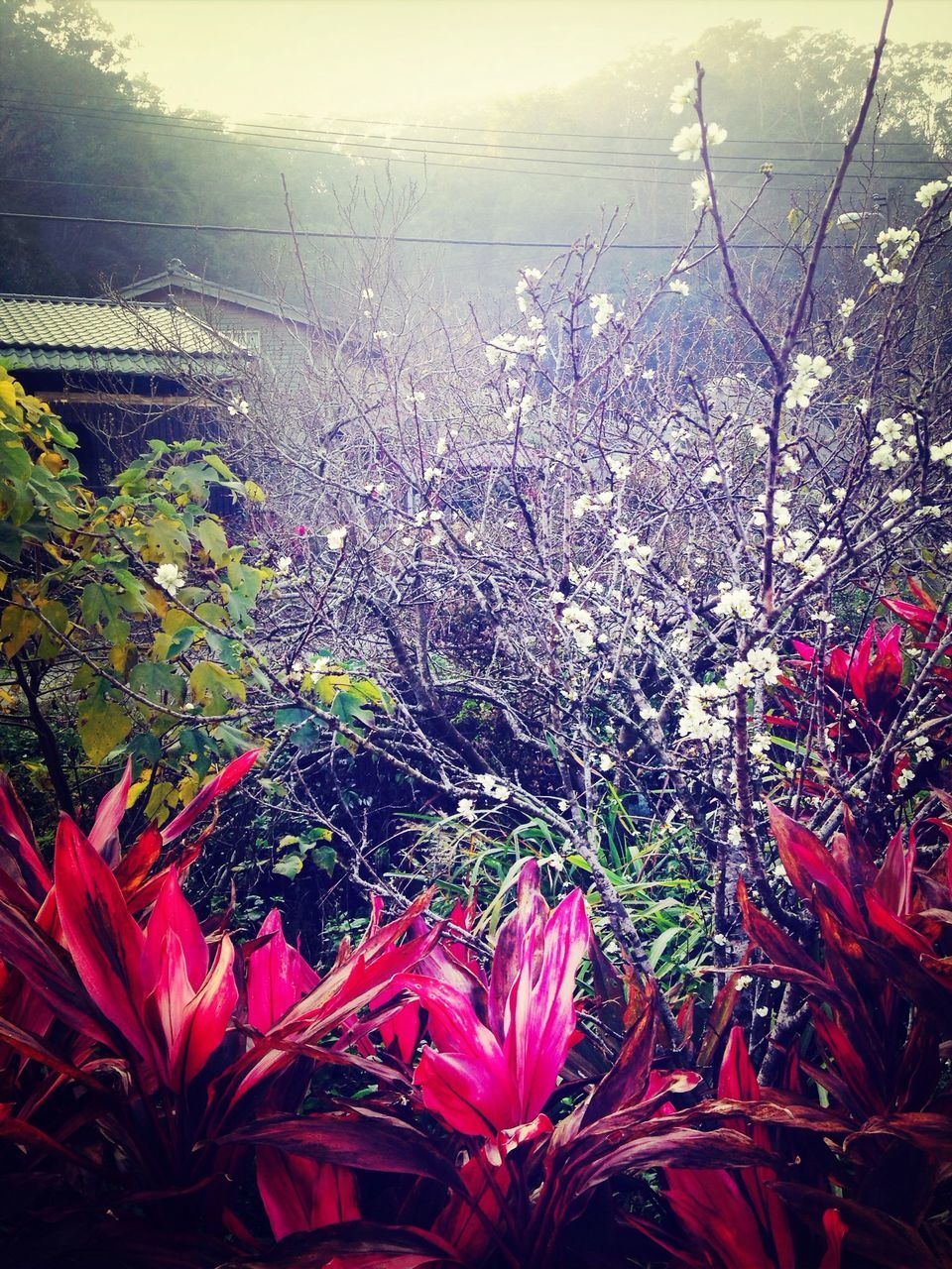 flower, growth, freshness, beauty in nature, plant, nature, branch, fragility, tree, red, leaf, blossom, in bloom, close-up, blooming, day, botany, tranquility, pink color, no people