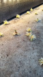 High angle view of yellow flowering plants