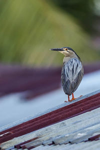 High angle view of gray heron perching on railing