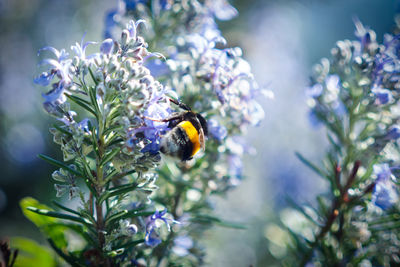 Close-up of bee on purple flower