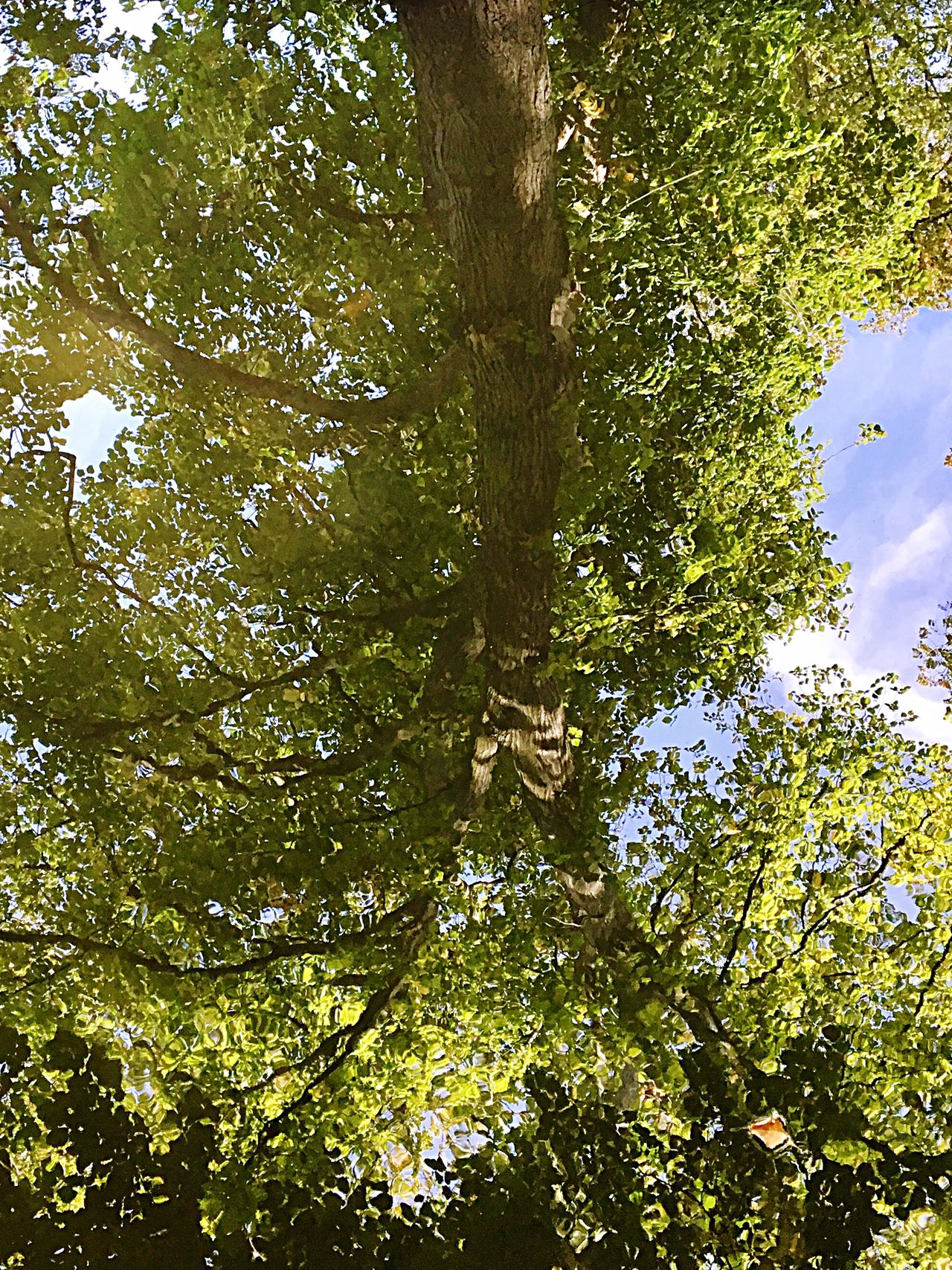 Leaves reflected in water