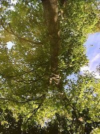 Low angle view of trees against sky