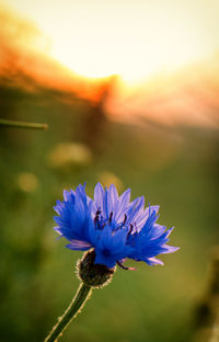 Close-up of bumblebee on flower against sky during sunset