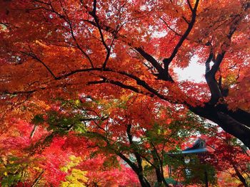 Low angle view of tree in autumn