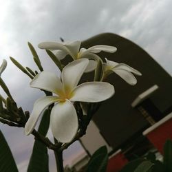 Close-up of frangipani flowers against sky