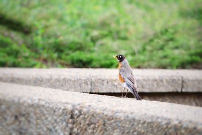 Bird perching on retaining wall