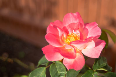 Close-up of pink rose