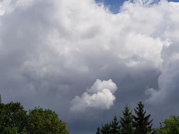 Low angle view of trees against sky