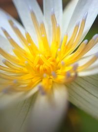 Close-up of yellow flower