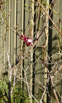 Close-up of flowers growing on tree