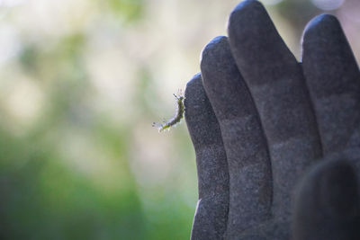 Close-up of caterpillar on statue