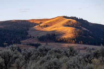 First sun of the day lighting a hill in yellowstone national park