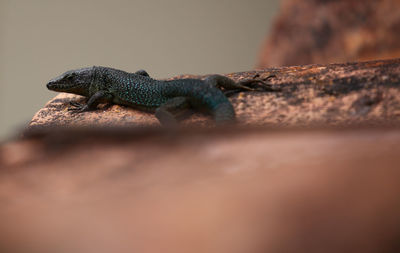 Close-up of lizard on rock