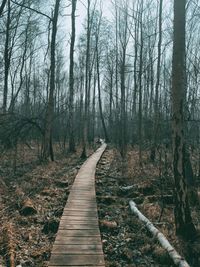 Footpath amidst trees in forest