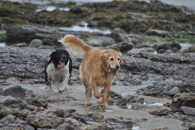 Dogs playing on rocky shore