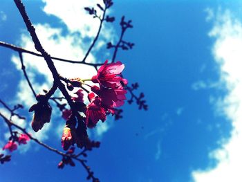 Low angle view of red flowers against blue sky