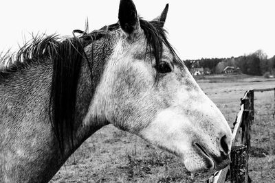 Close-up of horse looking away in ranch