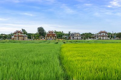 Scenic view of agricultural field against sky