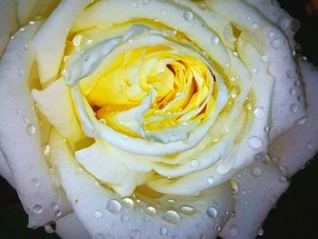 Close-up of wet yellow rose