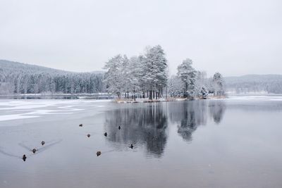 Swans swimming in lake against clear sky during winter