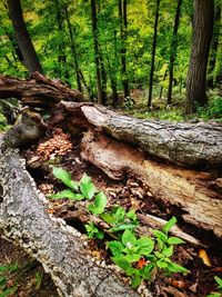 High angle view of trees growing in forest
