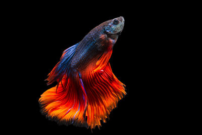 View of black background