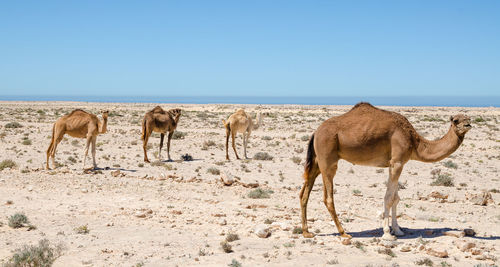 Giraffe standing on sand at beach against clear sky