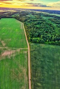 Scenic view of agricultural field