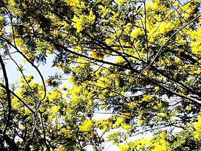 tree, yellow, branch, low angle view, growth, nature, leaf, beauty in nature, tranquility, autumn, green color, day, outdoors, no people, sunlight, sky, change, season, lush foliage, scenics