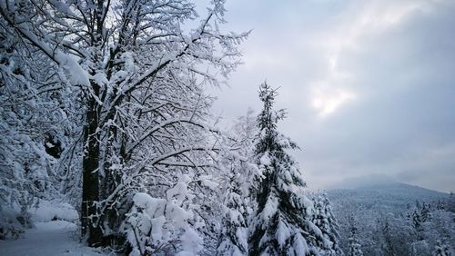 Low angle view of trees on snow covered landscape