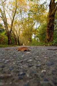 Surface level of trees in autumn