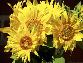 Close-up of yellow flowers