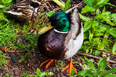 Close-up of mallard duck on field