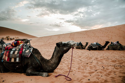 View of a horse in desert