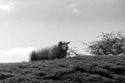 Sheep in a field