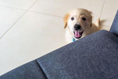 High angle portrait of a dog