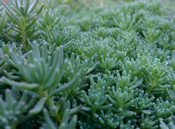 Full frame shot of plants