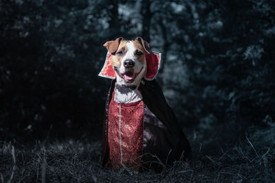 Portrait of dog dressed up as a dracula vampire in halloween costume