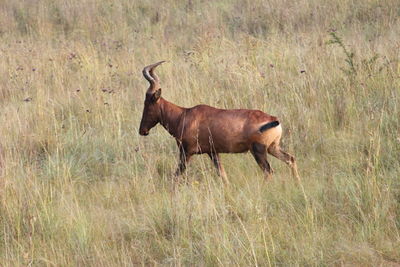 Side view of horse on field