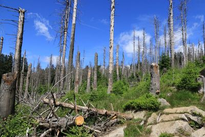 Bare trees in forest against sky