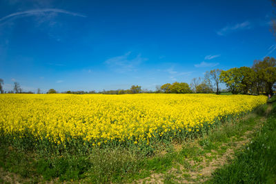 Scenic view of oilseed rape field against sky