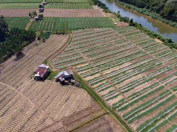 High angle view of agricultural field