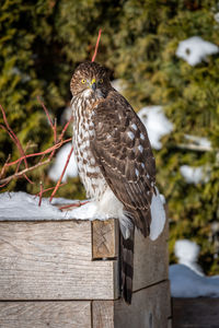 Close-up of bird perching on wooden post