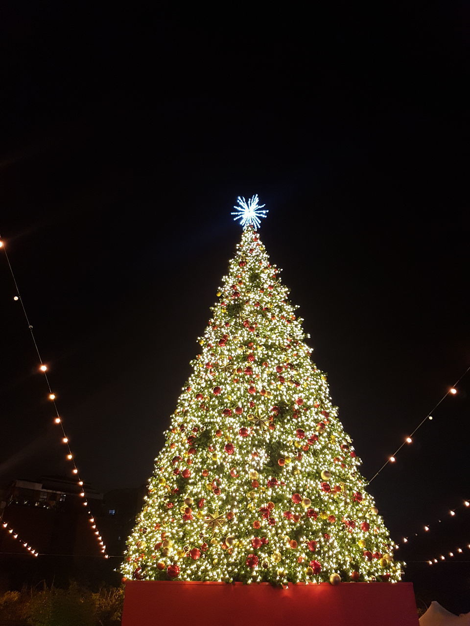 LOW ANGLE VIEW OF ILLUMINATED CHRISTMAS TREE