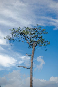 Low angle view of tree against sky