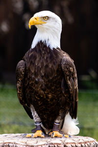Close-up of eagle